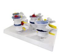 Four-Point Lumbar Normal and Lumbar and Lesion Combination Model Human Anatomical Lumbar Medical Model
