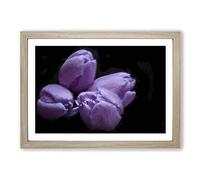 Four Purple Tulips Framed Print | A2 Oak Framed Wall Art | Ready to Hang | Modern Nature Picture | Living Room Bedroom Lounge Office