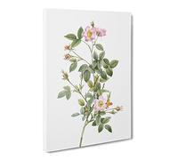 Four Seasons Rose In Pink By Pierre Joseph Redoute Canvas Print | Gallery Wrapped 30mm Frame Wall Art | 30x20 inches | Ready to Hang | Retro Floral Picture | Living Room Bedroom Lounge Office