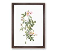 Four-Seasons Rose in Pink by Pierre-Joseph Redoute Framed Print | A2 Walnut Framed Wall Art | Ready to Hang | Modern Floral Picture | Living Room Bedroom Lounge Office