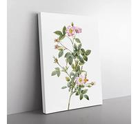 Four Seasons Rose In Pink By Pierre Joseph Redoute Vintage Canvas Wall Art Print Ready to Hang, Framed Picture for Living Room Bedroom Home Office Décor, 60x40 cm (24x16 Inch)