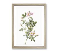 Four Seasons Rose In Pink By Pierre Joseph Redoute Vintage Framed Print | A4 Oak Framed Wall Art | Ready to Hang | Classic Floral Picture | Living Room Bedroom Lounge Office