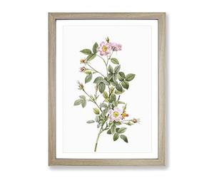 Four Seasons Rose In Pink By Pierre Joseph Redoute Vintage Framed Print | A4 Oak Framed Wall Art | Ready to Hang | Classic Floral Picture | Living Room Bedroom Lounge Office