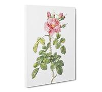 Four Seasons Roses In Pink By Pierre Joseph Redoute Canvas Print | Gallery Wrapped 30mm Frame Wall Art | 20x14 inches | Ready to Hang | Retro Floral Picture | Living Room Bedroom Lounge Office