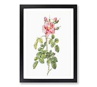 Four-Seasons Roses in Pink by Pierre-Joseph Redoute Framed Print | A2 Black Framed Wall Art | Ready to Hang | Modern Nature Picture | Living Room Bedroom Lounge Office
