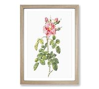 Four-Seasons Roses in Pink by Pierre-Joseph Redoute Framed Print | A2 Oak Framed Wall Art | Ready to Hang | Modern Nature Picture | Living Room Bedroom Lounge Office