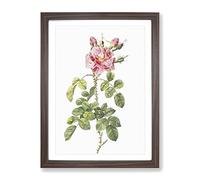 Four Seasons Roses In Pink By Pierre Joseph Redoute Vintage Framed Print | A4 Walnut Framed Wall Art | Ready to Hang | Classic Nature Picture | Living Room Bedroom Lounge Office