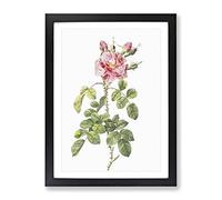 Four Seasons Roses In Pink By Pierre Joseph Redoute Vintage Framed Wall Art Print, Ready to Hang Picture for Living Room Bedroom Home Office Décor, Black A4 (34 x 25 cm)