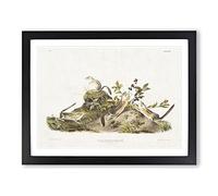 Four Striped Ground Squirrels By John Woodhouse Audubon Vintage Framed Print | A4 Black Framed Wall Art | Ready to Hang | Classic Animal Picture | Living Room Bedroom Lounge Office