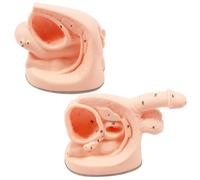 FOVIGUO Catheter Training Model, Catheter Model Internal External Genital PVC Anatomy Model Nursing Practice with Anatomical Location Markers(Male+female)
