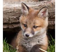 Fox cub greeting card with sound. Plays noise when opened. Great gift for animal lovers.
