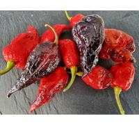 Fox Dark Naga Red Chilli Seeds - 10 Fresh Seeds