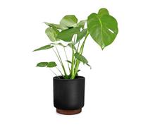 Fox & Fern Enspijk flower pots