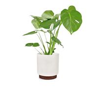 Fox & Fern Enspijk flower pots