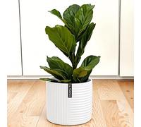 Fox&Fern Flower Pot L with Line Structure - 27 cm Large Planter Including Water Drain for Outdoor and Indoor Plants - Suitable for Fox&Fern Flower Stand L (30 cm Diameter) - Colour: White