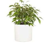 Planter Cachepot Fibre Stone In/Outdoor