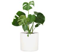 Fox & Fern Venlo flowerpot