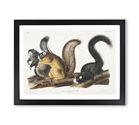 Fox Squirrels By John Woodhouse Audubon Vintage Framed Print | A3 Black Framed Wall Art | Ready to Hang | Classic Animal Picture | Living Room Bedroom Lounge Office