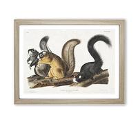 Fox Squirrels By John Woodhouse Audubon Vintage Framed Print | A3 Oak Framed Wall Art | Ready to Hang | Classic Animal Picture | Living Room Bedroom Lounge Office
