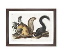 Fox Squirrels By John Woodhouse Audubon Vintage Framed Print | A3 Walnut Framed Wall Art | Ready to Hang | Classic Animal Picture | Living Room Bedroom Lounge Office