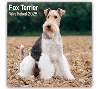 Fox Terrier (Wirehaired) 2025 Square Wall Calendar | Dog Breed Calendar