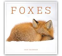 Foxes - Foxes 2025 - Wall Calendar: Original Carousel Calendar [Multilingual] [Calendar] (Wall Calendar)