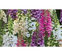 Foxglove ‘Dalmatian Mixed’ Digitalis Purpurea 9cm Potted Plants: Two