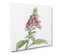 Foxglove Flowers in Pink by Pierre Joseph Redoute Canvas Print | Gallery Wrapped 30mm Frame Wall Art | 20x20 inches | Ready to Hang | Retro Floral Picture | Living Room Bedroom Lounge Office