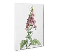 Foxglove Flowers In Pink By Pierre Joseph Redoute Canvas Print | Gallery Wrapped 30mm Frame Wall Art | 20x14 inches | Ready to Hang | Retro Floral Picture | Living Room Bedroom Lounge Office