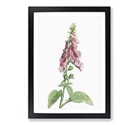 Foxglove Flowers in Pink by Pierre-Joseph Redoute Framed Print | A2 Black Framed Wall Art | Ready to Hang | Modern Floral Picture | Living Room Bedroom Lounge Office
