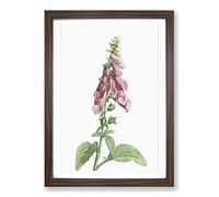 Foxglove Flowers in Pink by Pierre-Joseph Redoute Framed Print | A2 Walnut Framed Wall Art | Ready to Hang | Modern Floral Picture | Living Room Bedroom Lounge Office