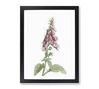 Foxglove Flowers In Pink By Pierre Joseph Redoute Vintage Framed Print | A3 Black Framed Wall Art | Ready to Hang | Classic Floral Picture | Living Room Bedroom Lounge Office
