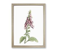 Foxglove Flowers In Pink By Pierre Joseph Redoute Vintage Framed Print | A3 Oak Framed Wall Art | Ready to Hang | Classic Floral Picture | Living Room Bedroom Lounge Office