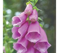 Foxglove Foxy Pink & White Blooms - 1 X 3L Pot (Thompson & Morgan)