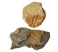 FOYTOKI 2pcs Trilobite Tail Remnant Specimen Teaching Tool for Students, Educational Science Kit, Paleontology Model Decor to Enrich Knowledge and Develop Creativity, for Science Parties