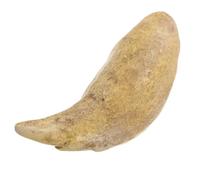 FOYTOKI Vintage Resin Simulated Animal Tooth Model Featuring a Fossilized Black Bear Canine Tooth, Beige Colour with Natural Style, for Science Teaching and Study Room Decoration
