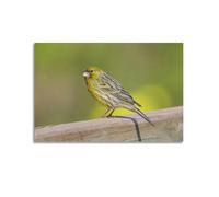 FQNYR Animal Bird Poster Domestic Canary Poster Decorative Painting Canvas Wall Art Picture Print Modern Family Bedroom Decor 12x18inch(30x45cm)