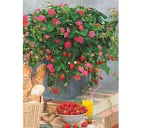 Fragaria X Ananassa Toscana Strawberry Plants 3 Plug Plants