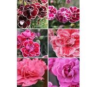 Fragrant Hardy Devon Pinks 'Garden Pleasure' Collection 12 Jumbo Plugs Magenta