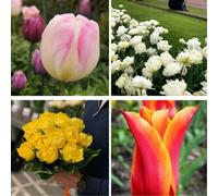 Fragrant Mixed Tulip Collection - 64 Bulbs Hardy Long-Lasting Cut Flowers For Beds Borders & Pots Thompson & Morgan