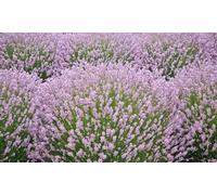 Fragrant Pink Lavender Rosea Potted Plants:Five