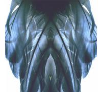 Fraley, Eb - Becoming Nothing