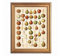 Framed Canvas Wall Art Vintage Pomology Heirloom Fruit Red and Green Chart Canvas Print Poster Gold Frame Wall Decor for Kitchen Botanical Art, Vintage Print - Inch 12x16