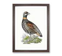Francolin Partridge By George Shaw Vintage Framed Print | A3 Walnut Framed Wall Art | Ready to Hang | Classic Nature Picture | Living Room Bedroom Lounge Office