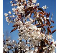 Frank P Matthews Amelanchier Laevis Snowflakes in 12 Litre Container