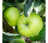 Frank P Matthews Apple (Malus) Bramley 20 in 12 Litre Container