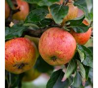 Frank P Matthews Apple (Malus) Cox Self Fertile in 12 Litre Container