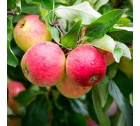Frank P Matthews Apple (Malus) Red FalstaffTM in 12 Litre Container
