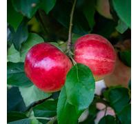 Frank P Matthews Apple (Malus) Scrumptious in 12 Litre Container