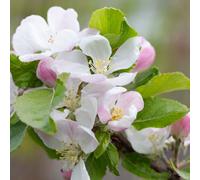 Frank P Matthews Apple Red Devil in a 12 Litre Container